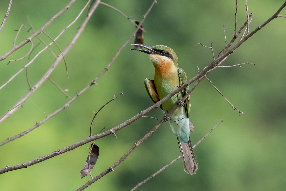 Blue-tailed Bee-eater - ML354724561