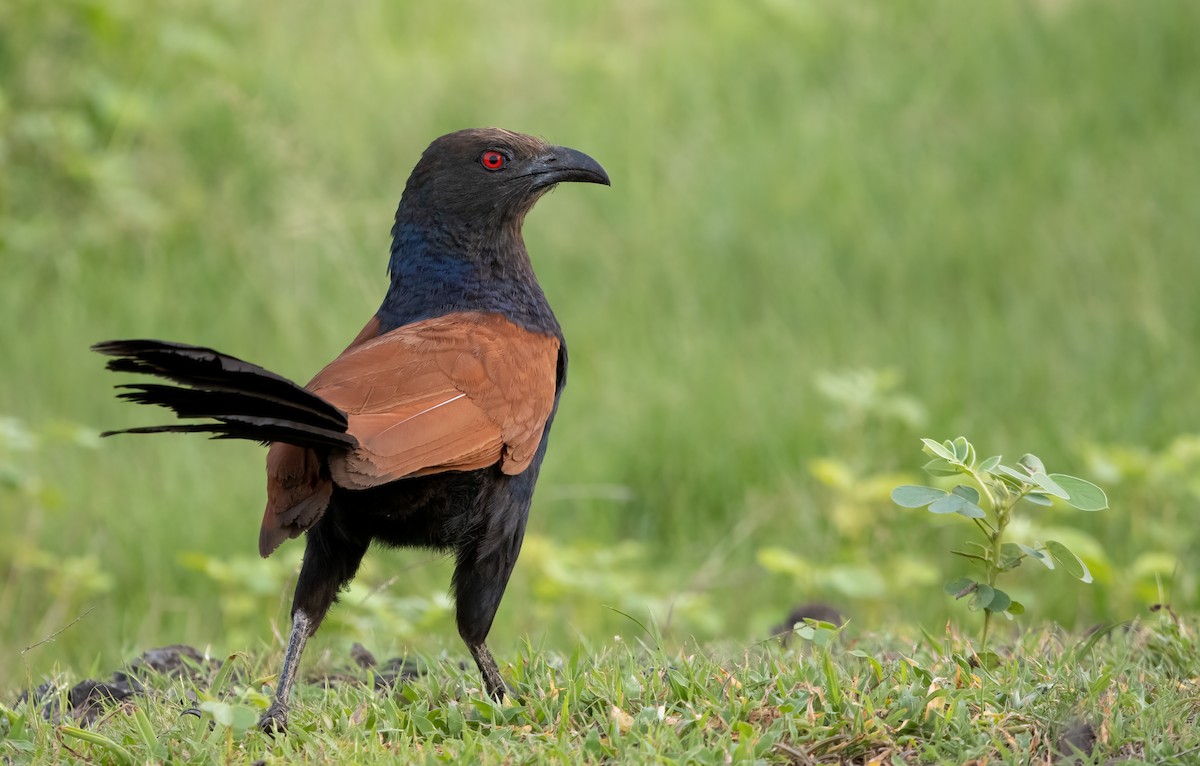 Greater Coucal - ML354725031