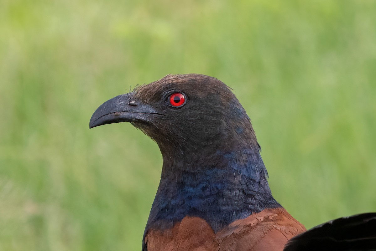 Greater Coucal - ML354725161