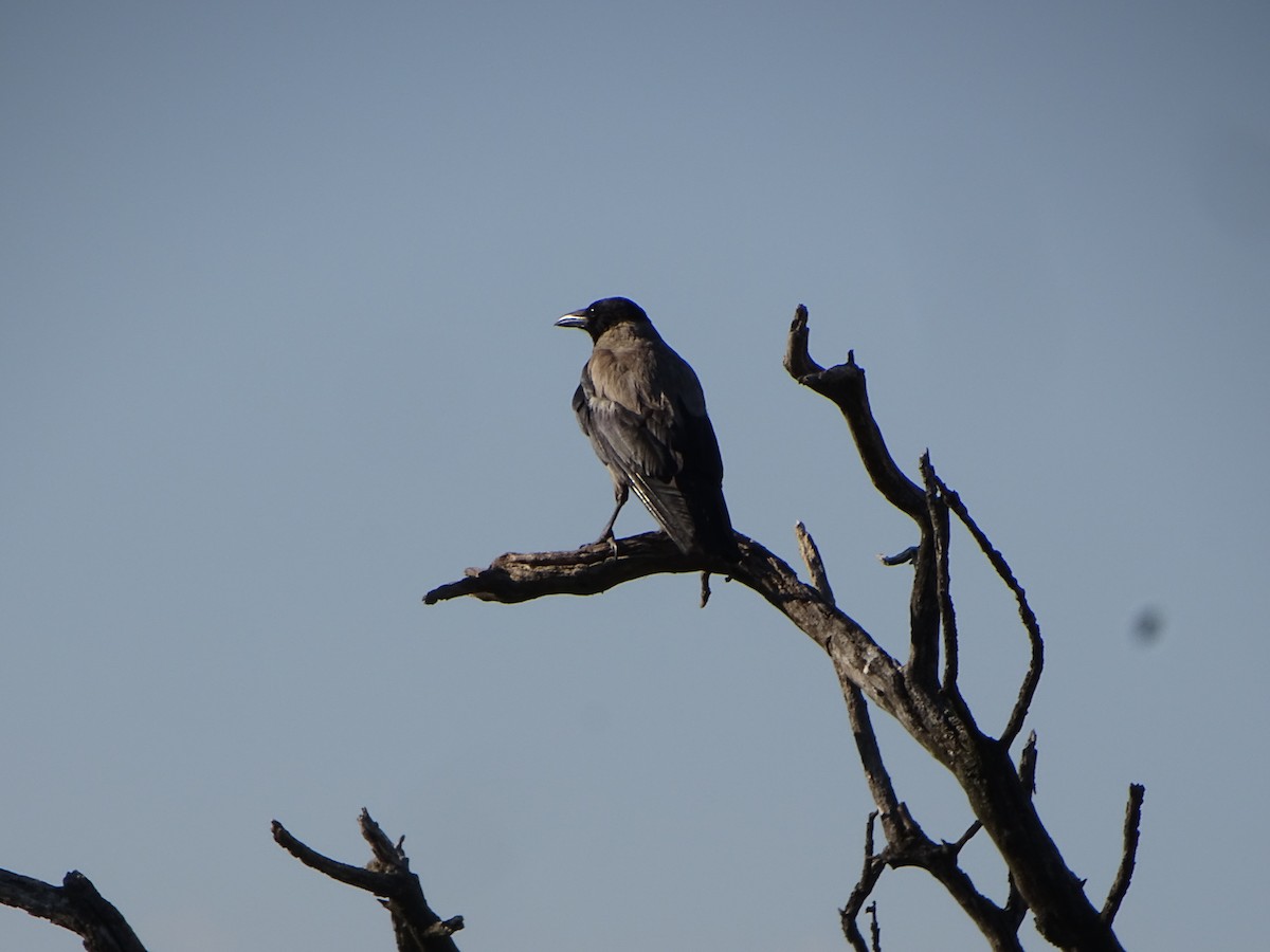 Hooded Crow - ML354725381