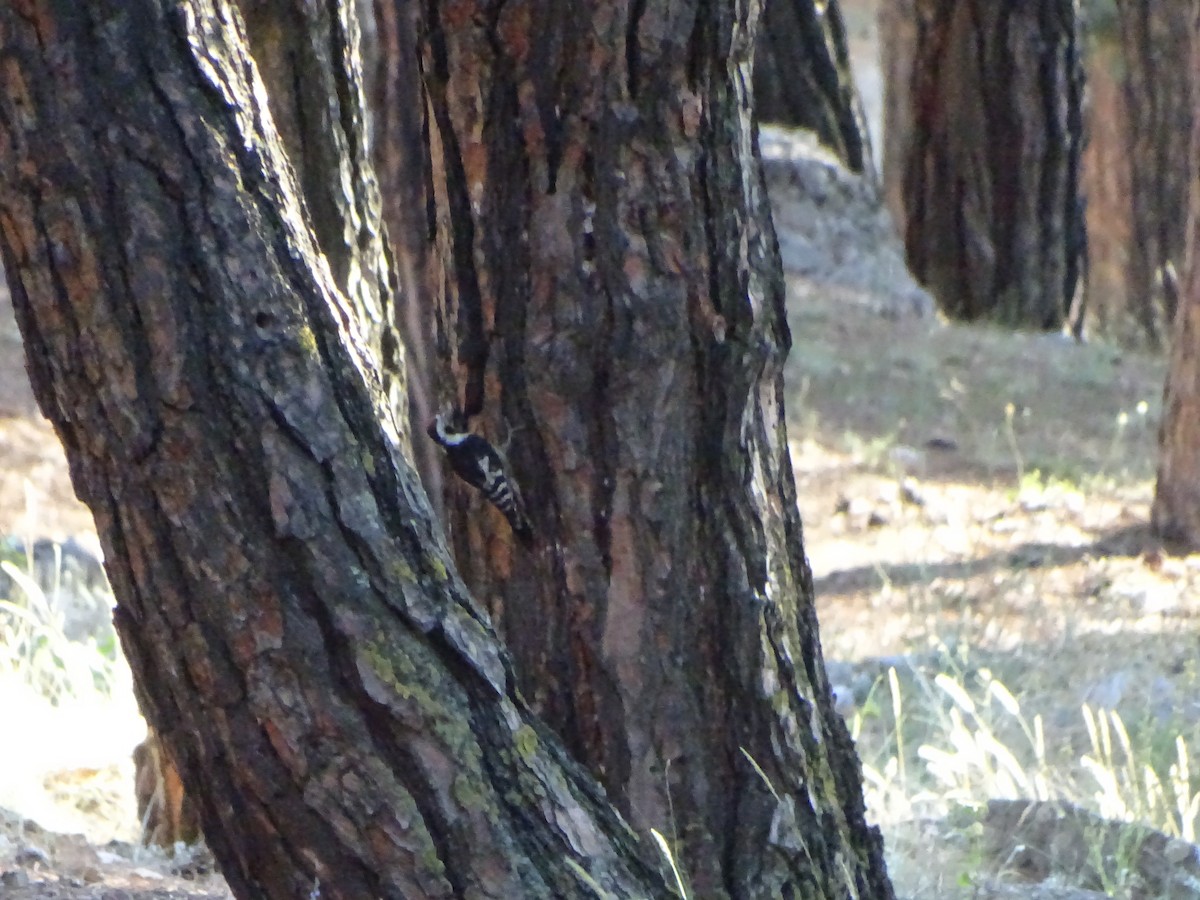 Middle Spotted Woodpecker - ML354725421