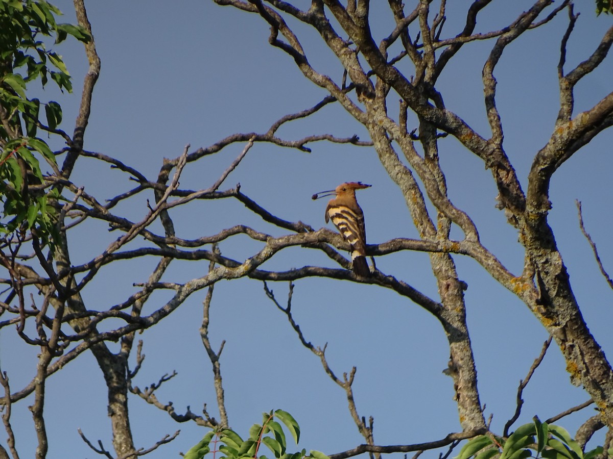 Common Hoopoe - ML354725441