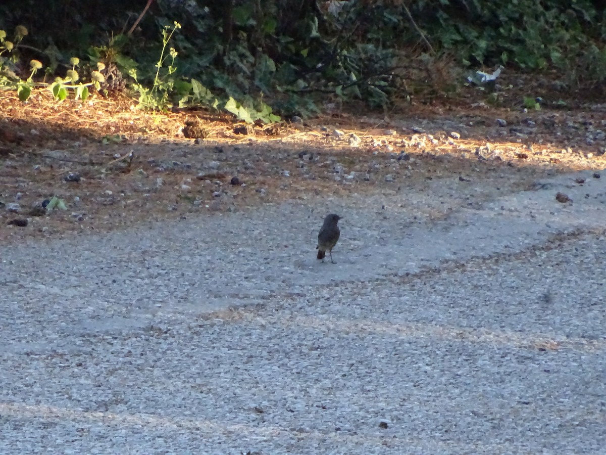 Black Redstart - ML354725461