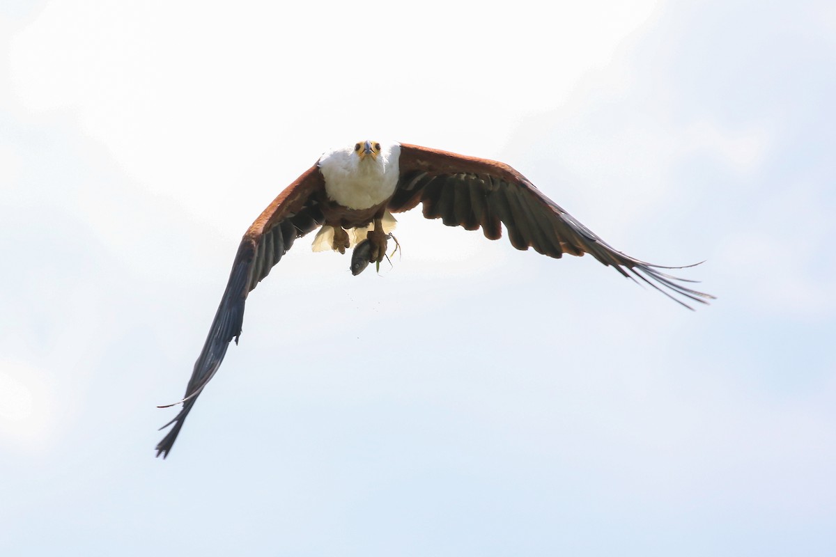 African Fish-Eagle - Fikret Ataşalan