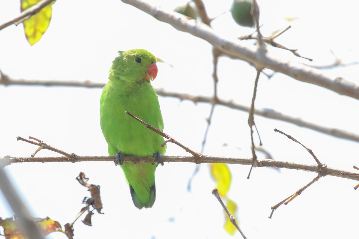 Black-winged Lovebird - ML354725641