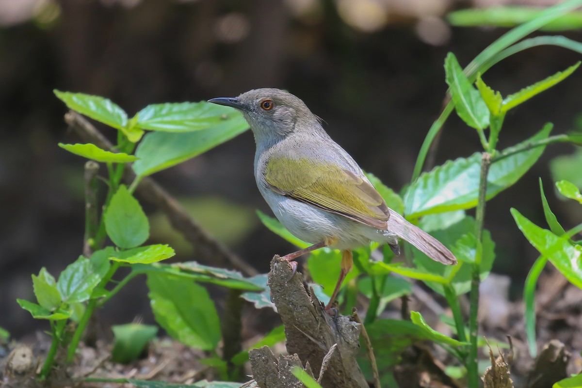 Green-backed Camaroptera - ML354725681