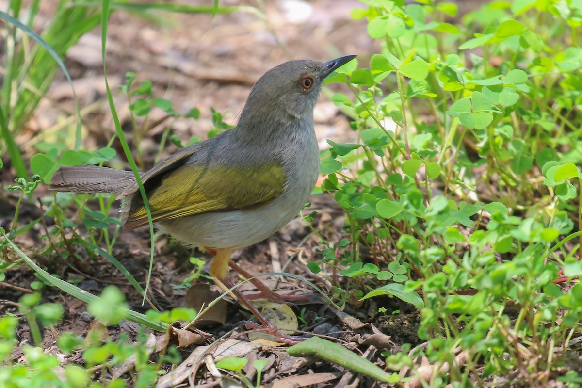 Green-backed Camaroptera - ML354725691