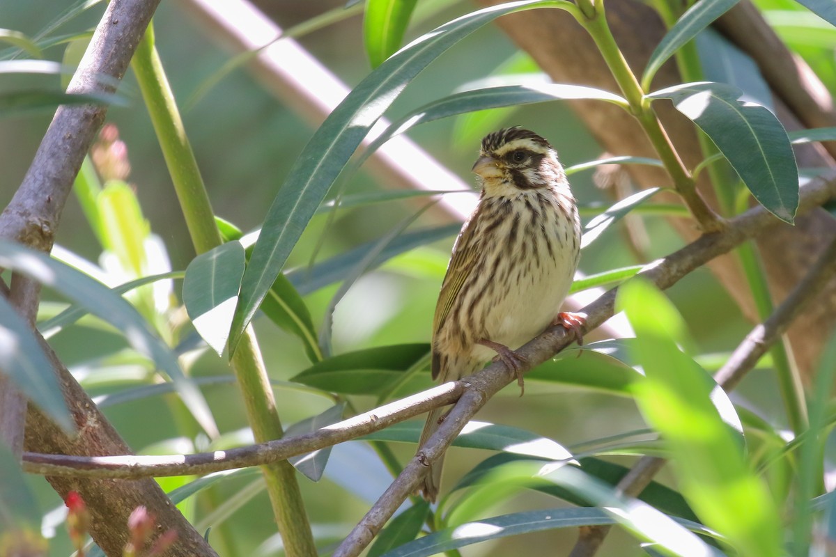 Serin strié - ML354725781