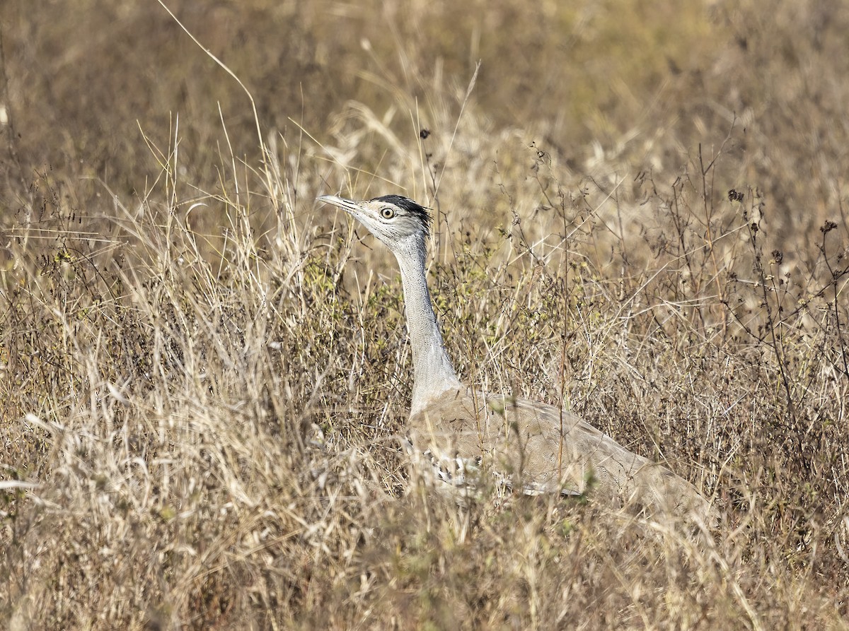 Australian Bustard - ML354725931