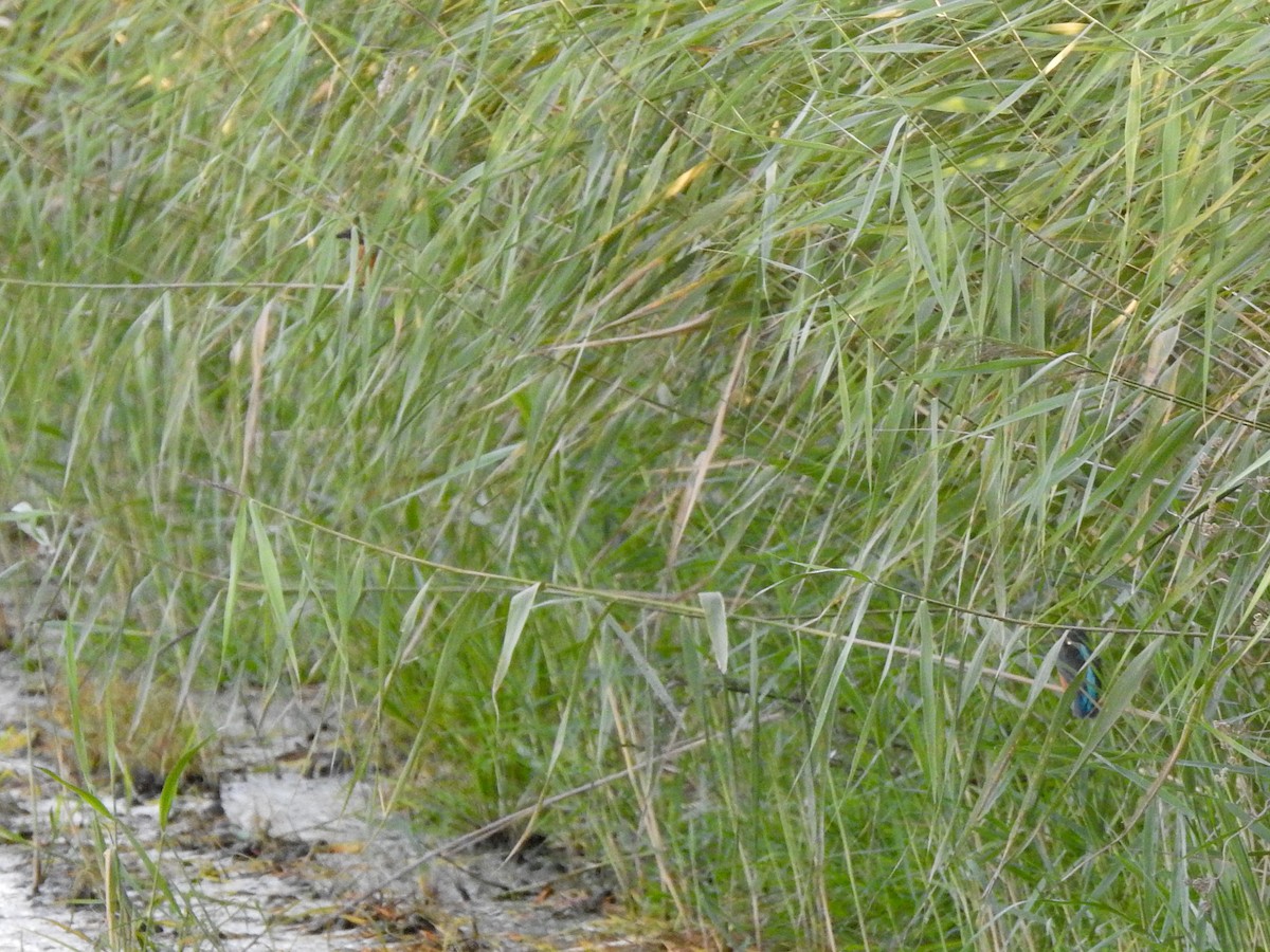 Common Kingfisher - Luís Lourenço