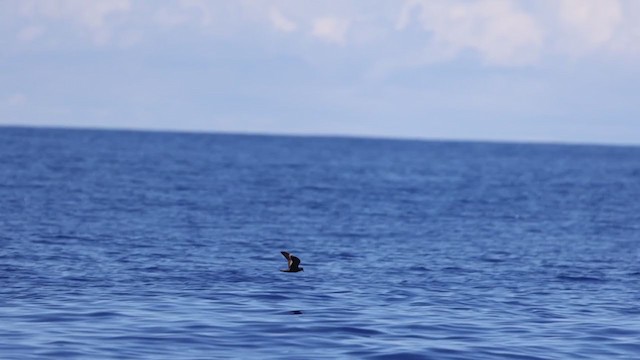 Matsudaira's Storm-Petrel - ML354726951