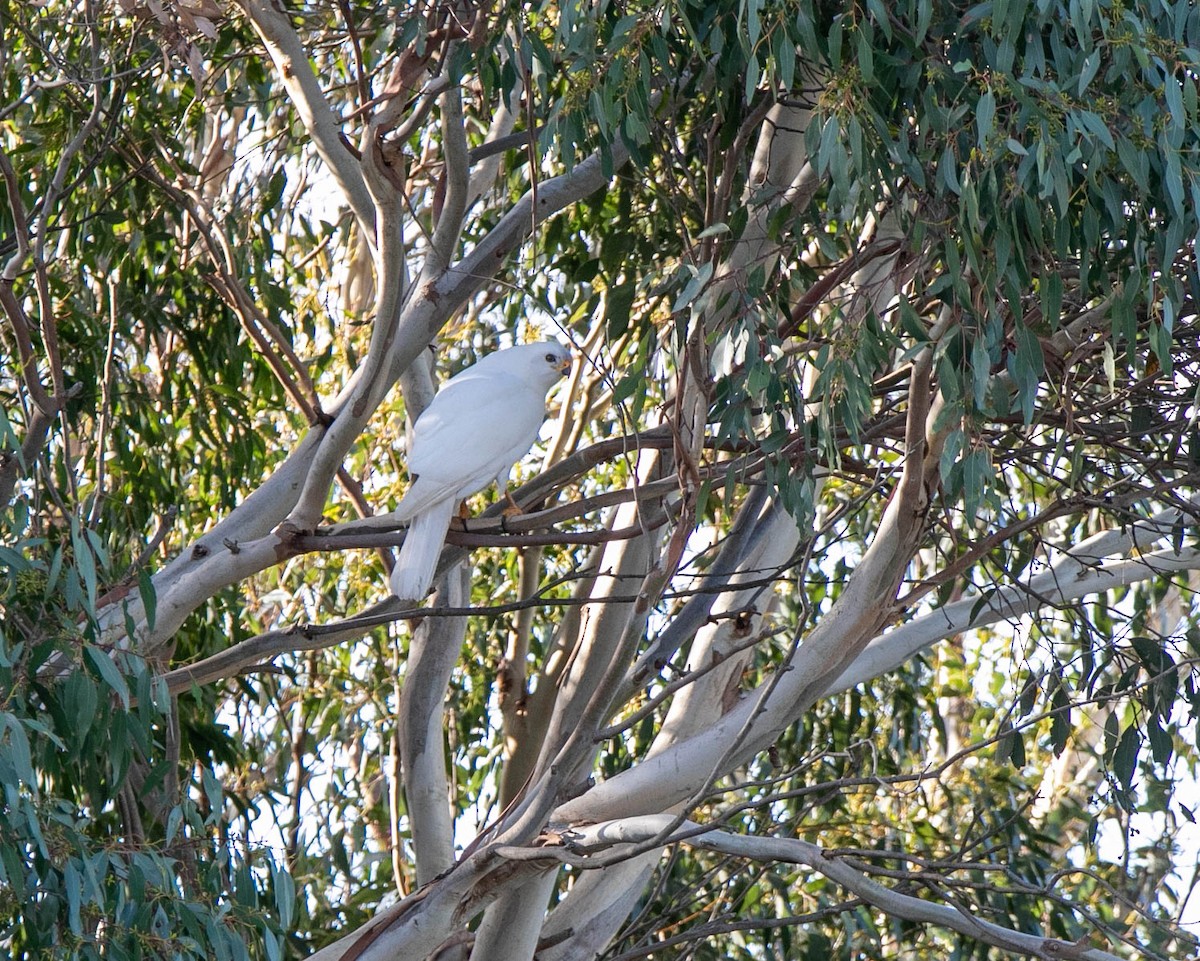 Gray Goshawk - Jamie Smith-Morvell