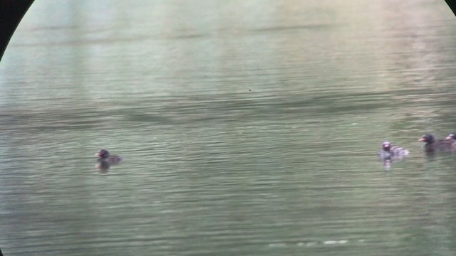 Little Grebe (Little) - ML354727321