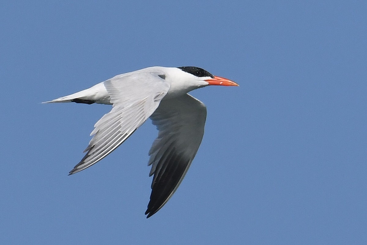 Caspian Tern - Çağan Abbasoğlu