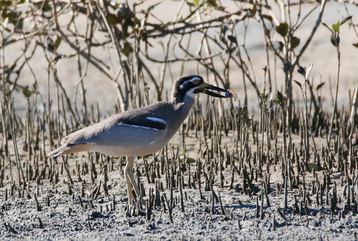 Beach Thick-knee - Ian Bradshaw