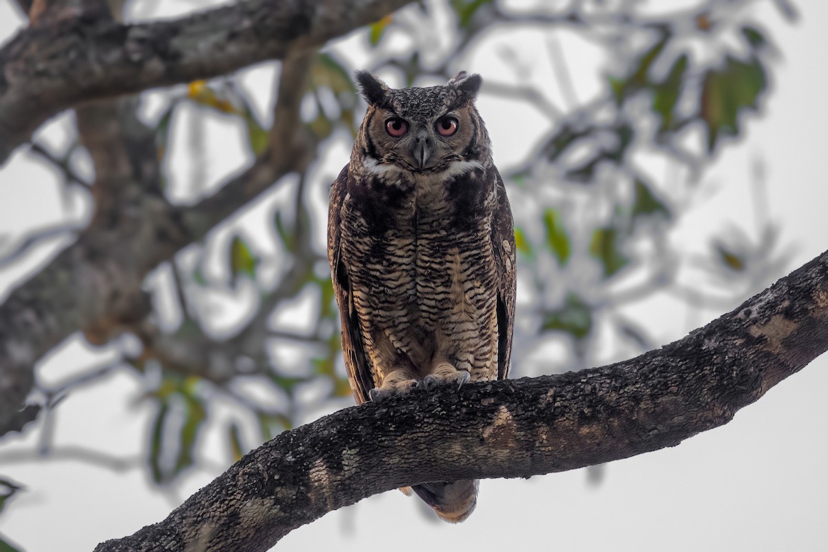 Great Horned Owl - ML354727791