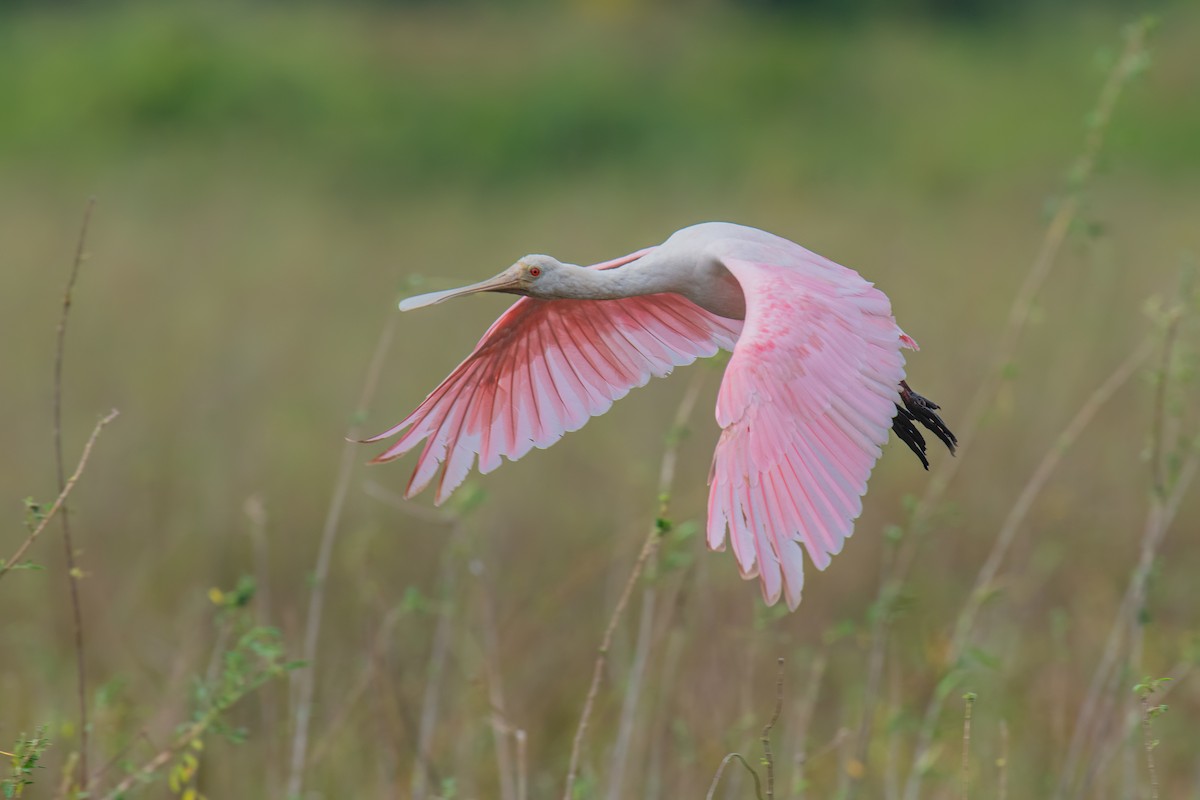 Roseate Spoonbill - ML354728411