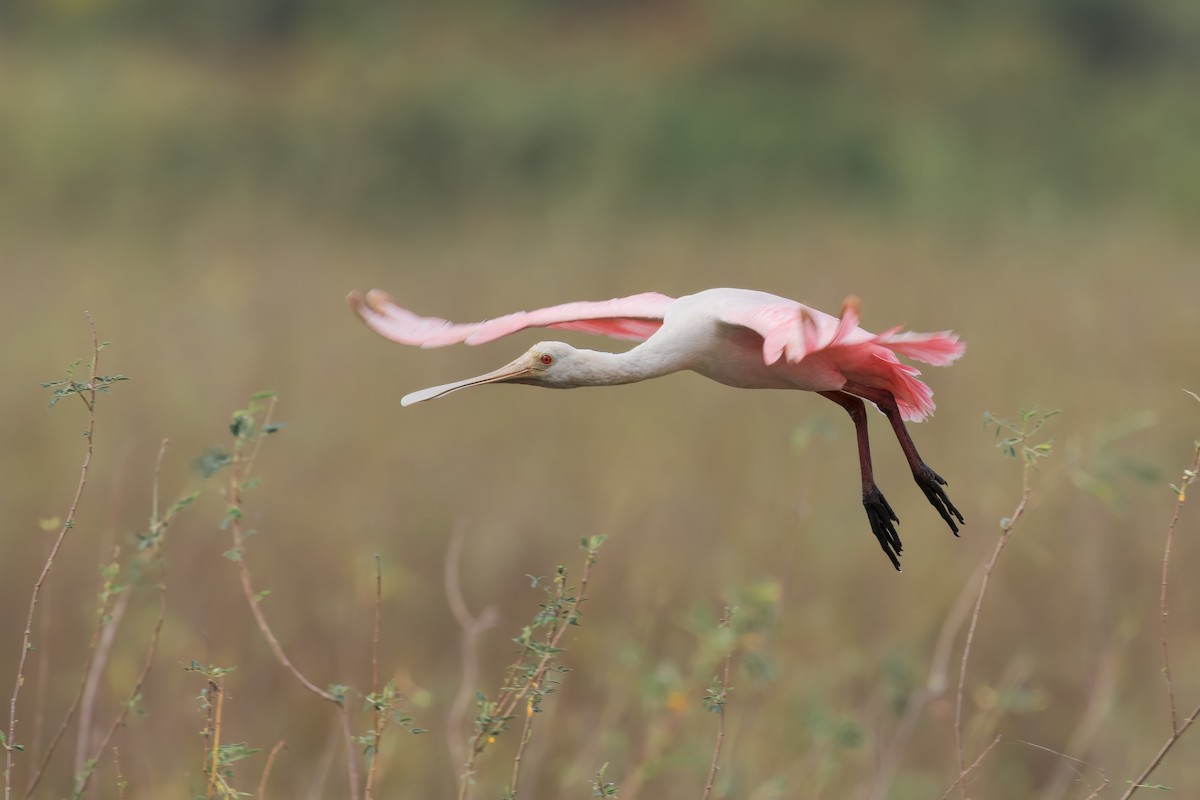 Roseate Spoonbill - ML354728421