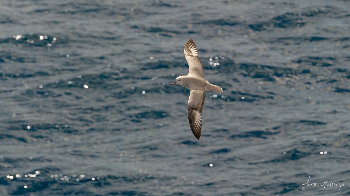 Fulmar argenté - ML354729431