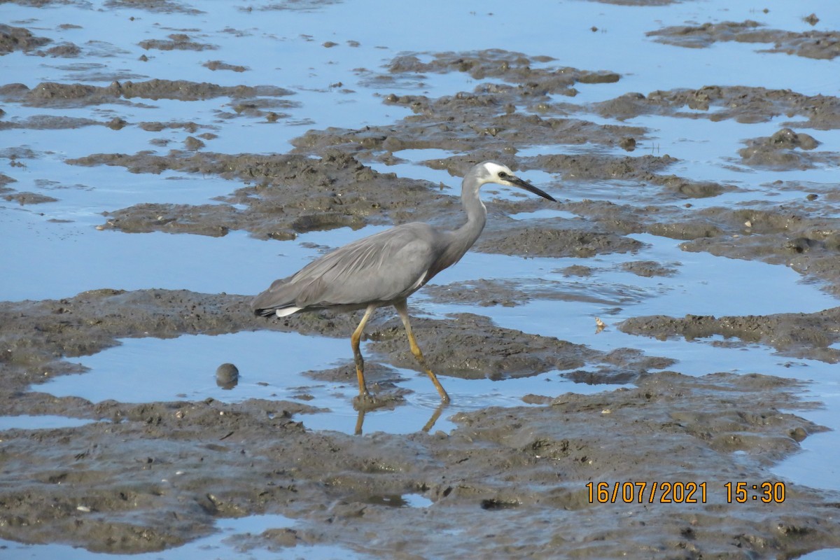 White-faced Heron - Norton Gill