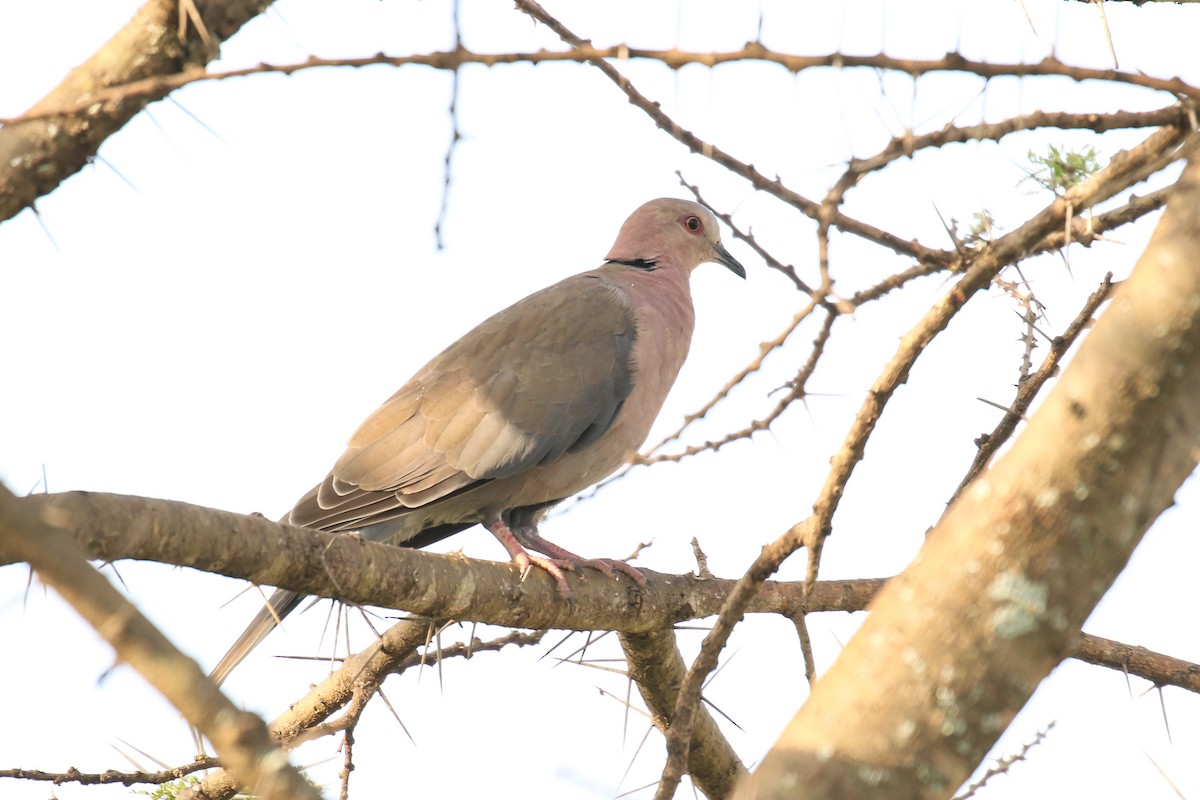 Red-eyed Dove - ML354732741