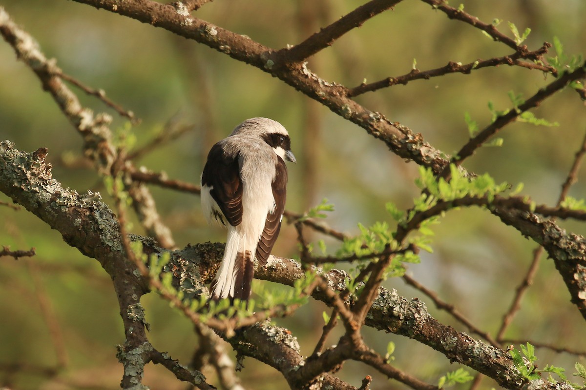 Gray-backed Fiscal - ML354733151