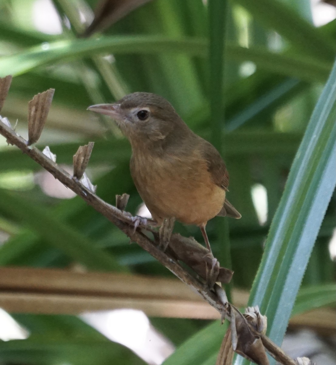 Rufous Shrikethrush - ML354733211