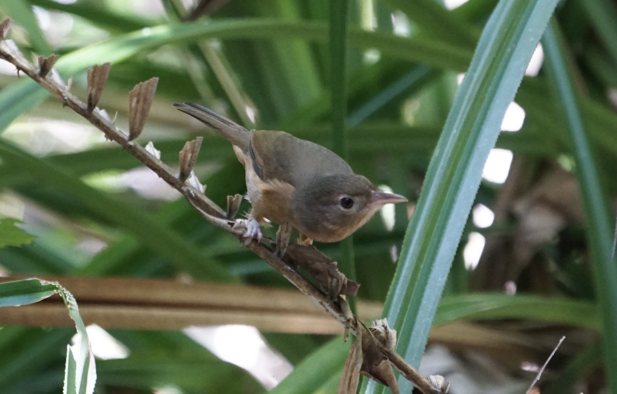 Rufous Shrikethrush - ML354733221