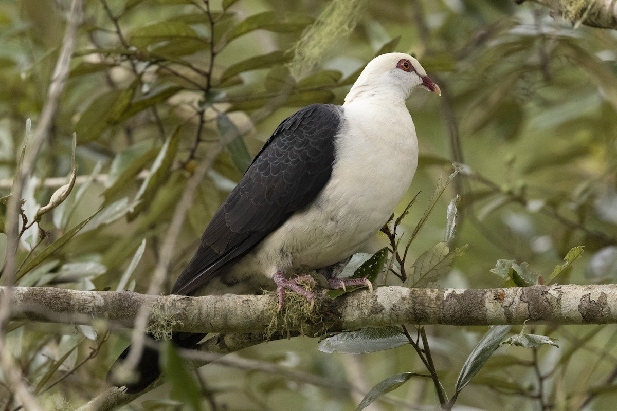 White-headed Pigeon - Hans Wohlmuth