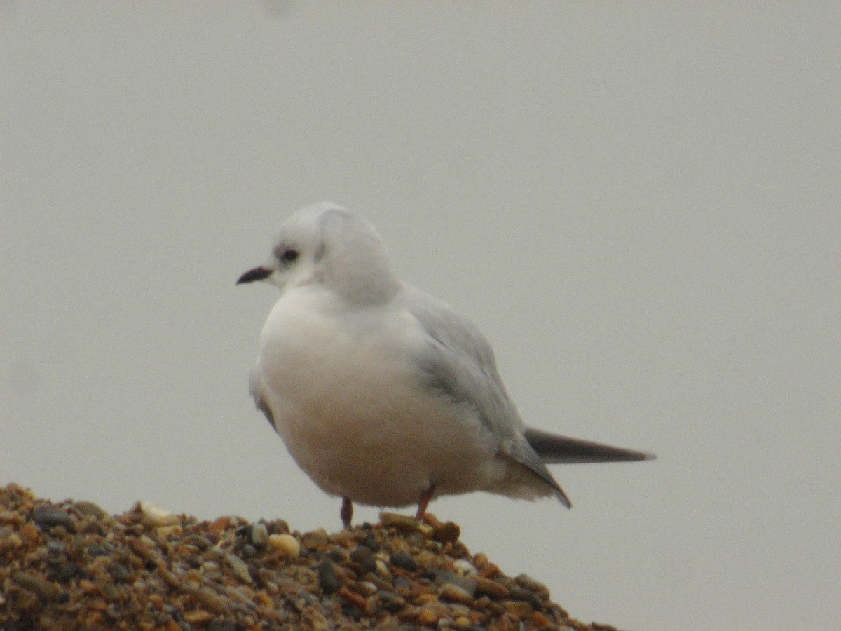 Ross's Gull - Andy Benson