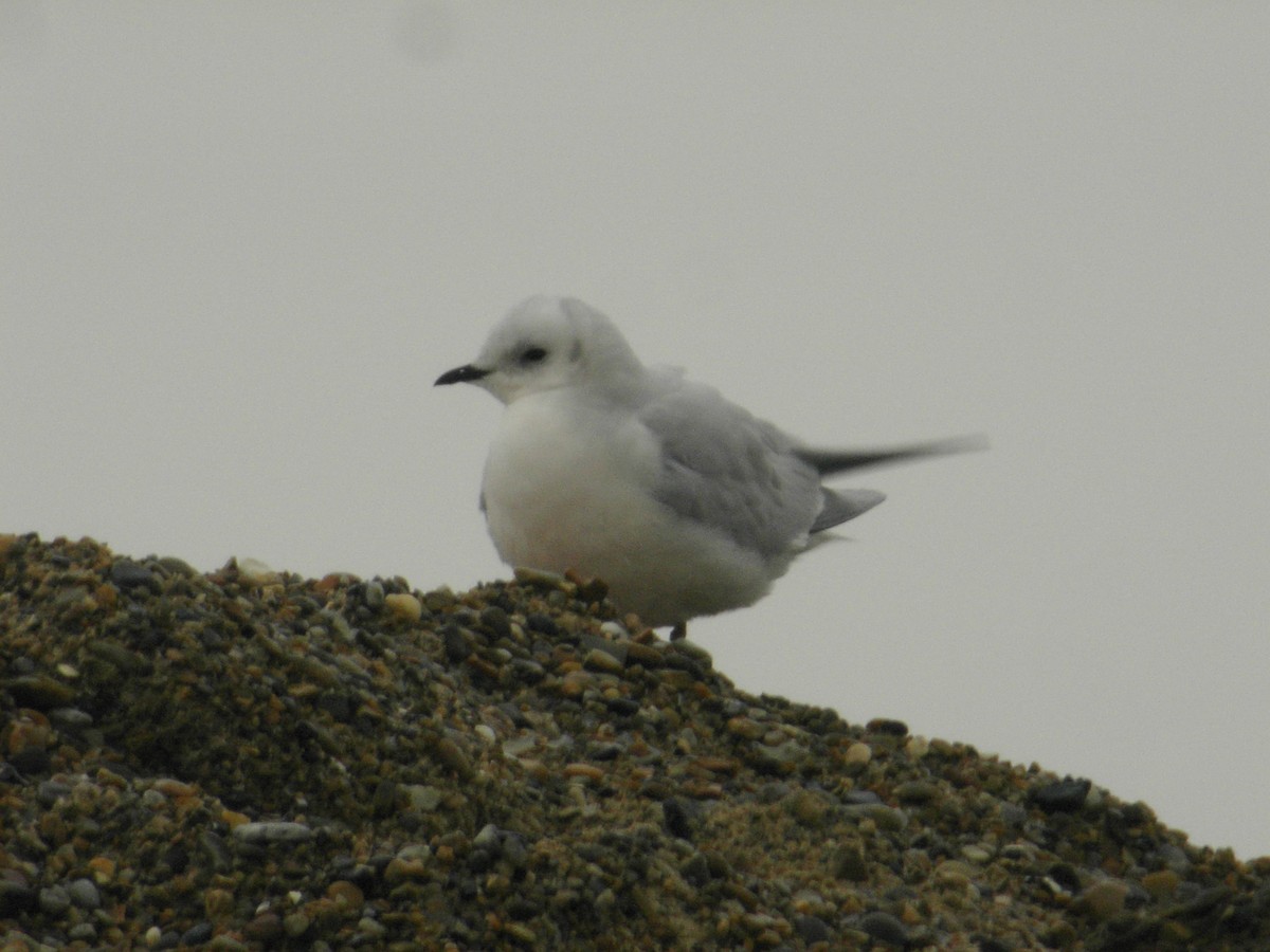 Ross's Gull - ML354733821