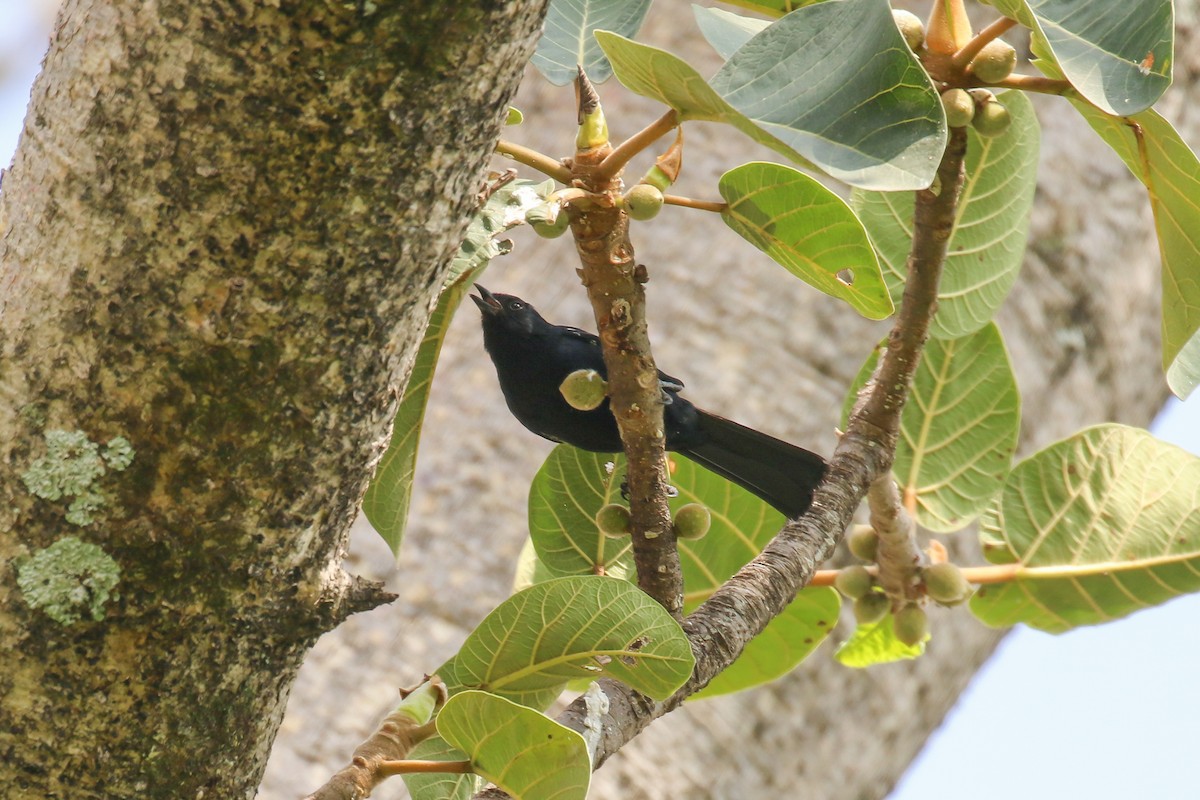 White-winged Black-Tit - ML354734011