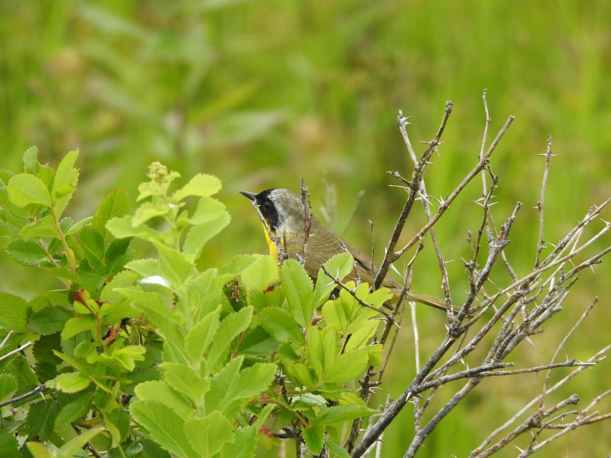 Common Yellowthroat - ML354734851