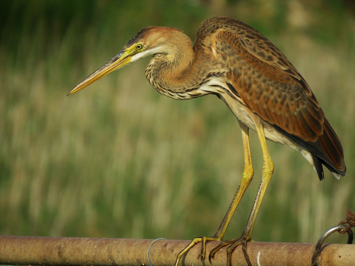 Purple Heron - Daniel Melamed