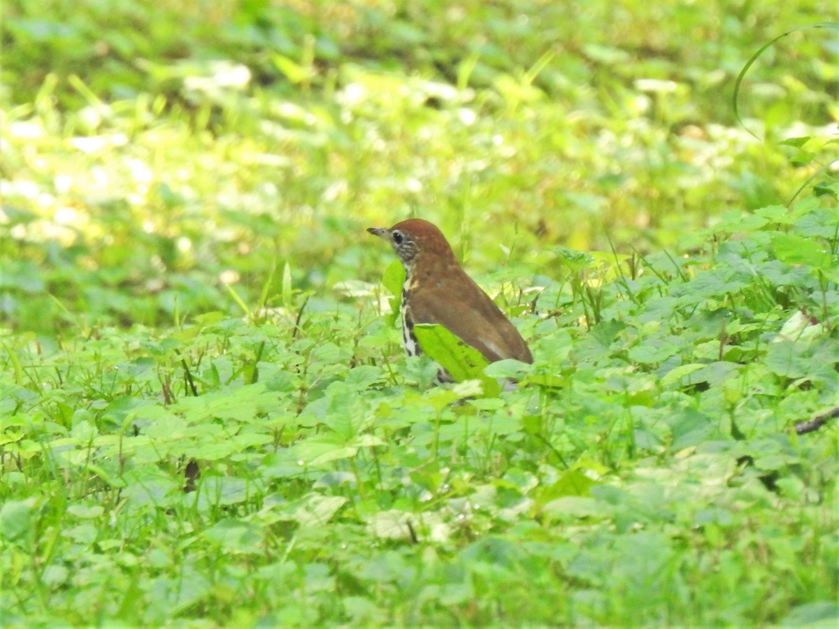 Wood Thrush - ML354737311