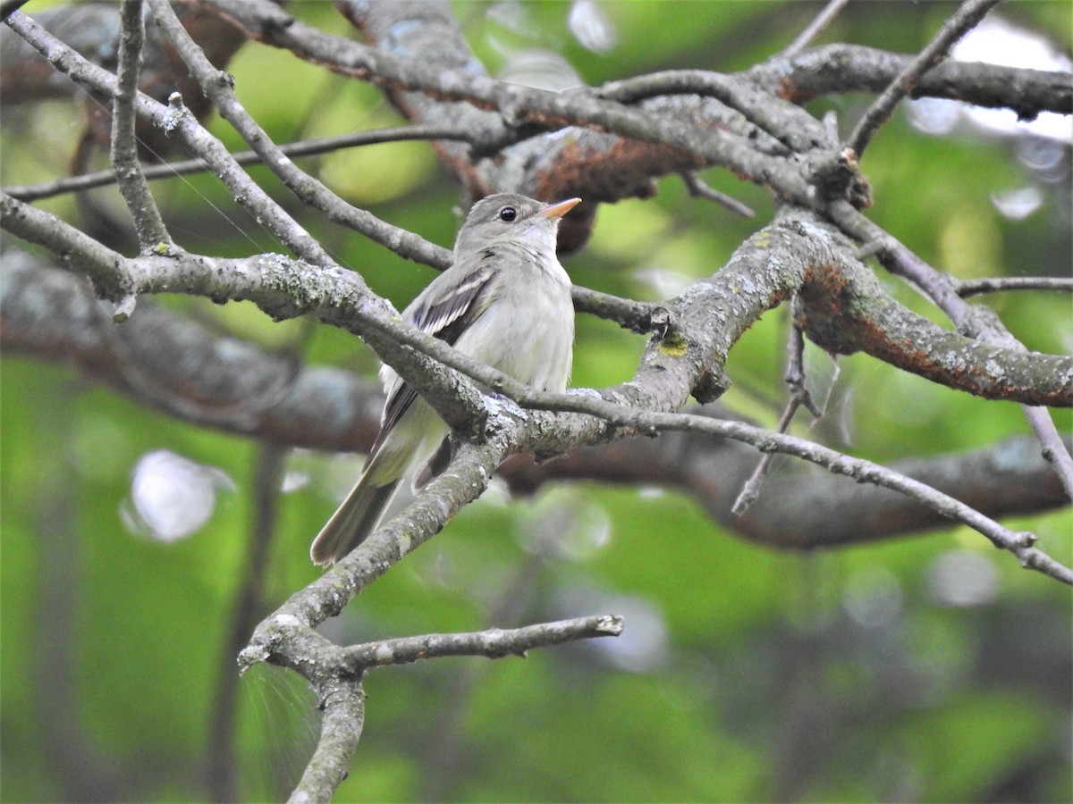 Acadian Flycatcher - ML354737341