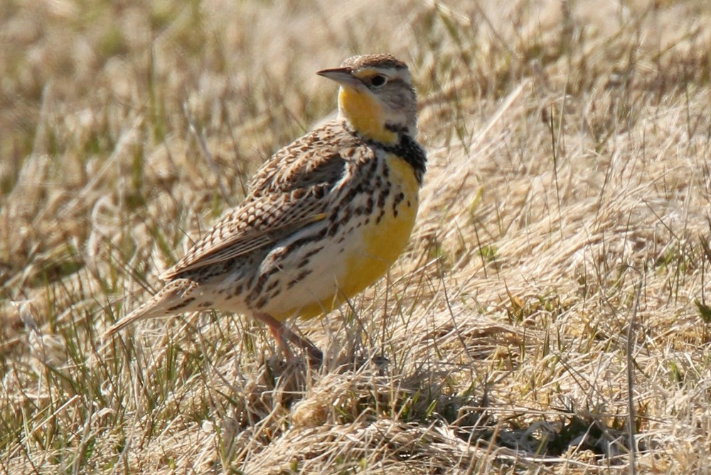 Western Meadowlark - ML354740101