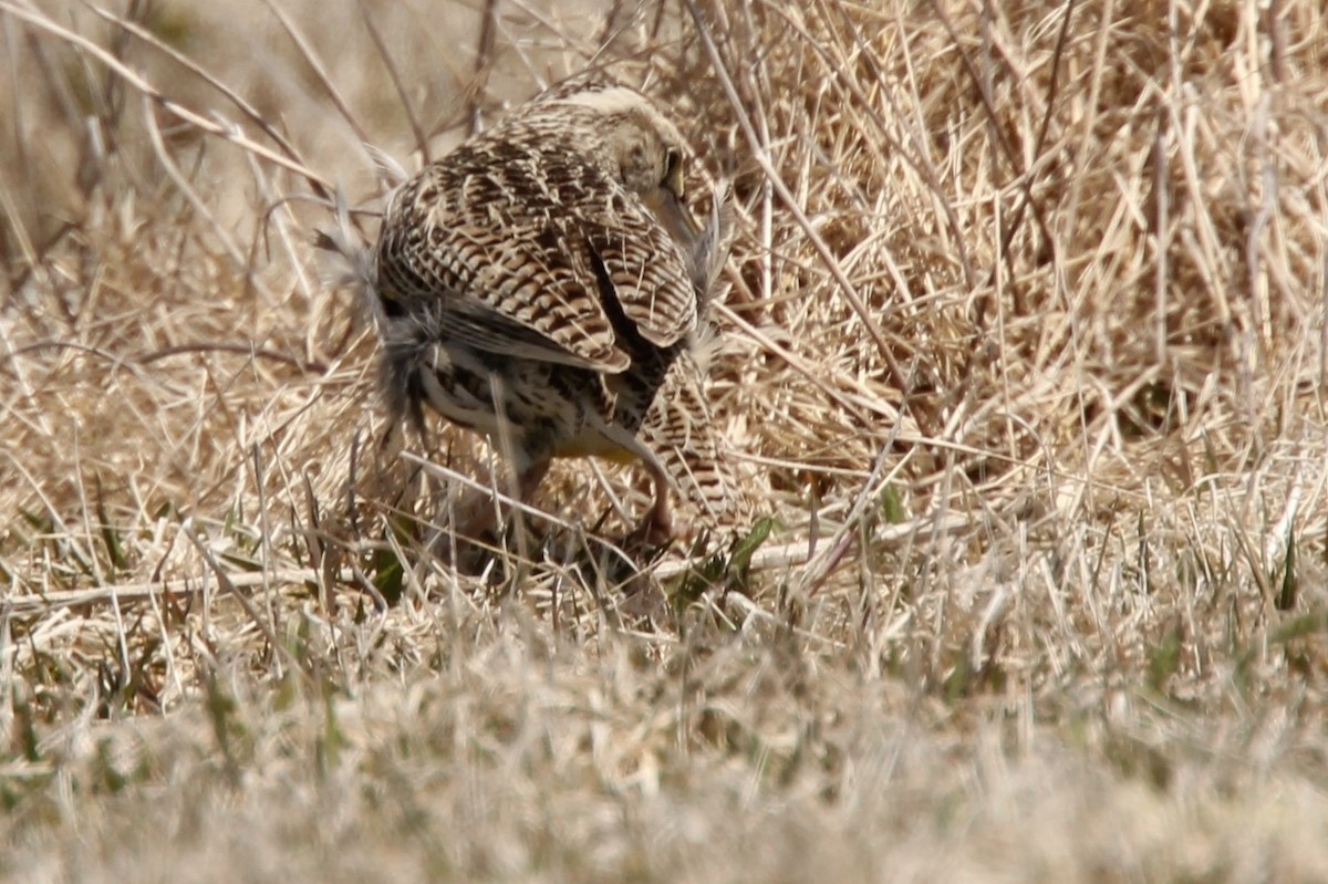 Western Meadowlark - ML354740111