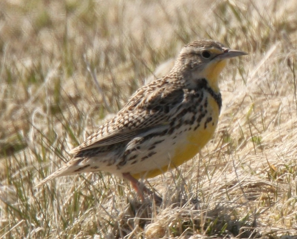 Western Meadowlark - ML354740121