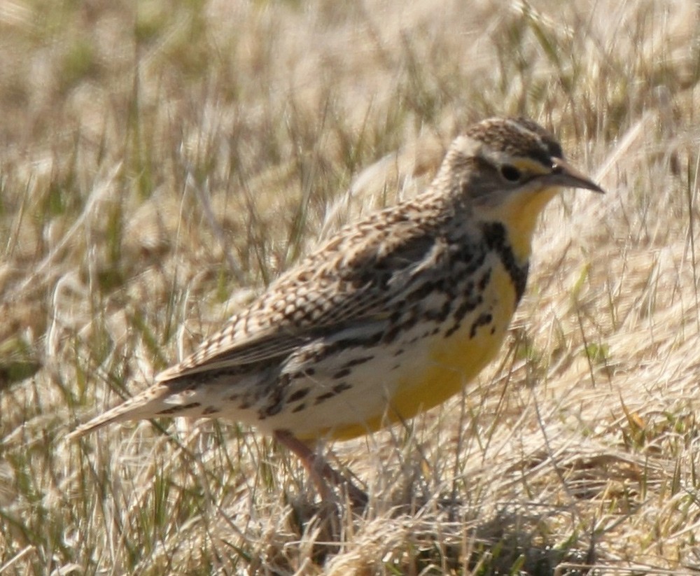 Western Meadowlark - ML354740151