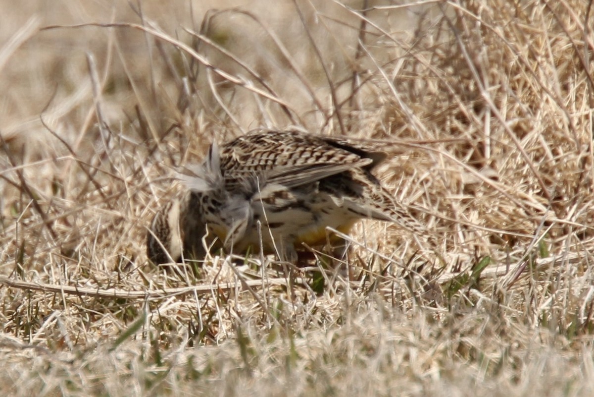 Western Meadowlark - ML354740161