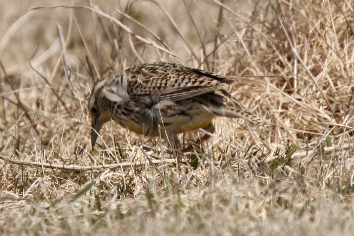 Western Meadowlark - ML354740171