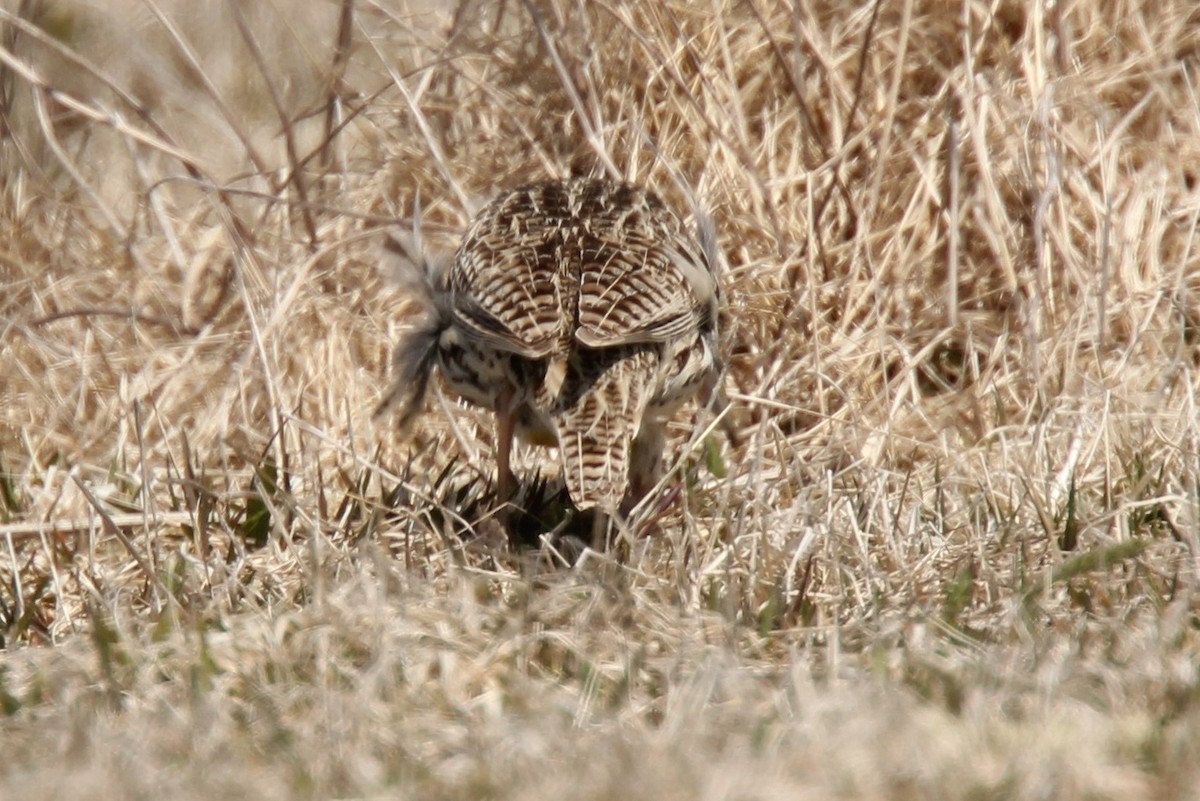 Western Meadowlark - ML354740181