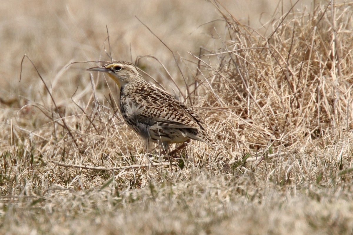 Western Meadowlark - ML354740191