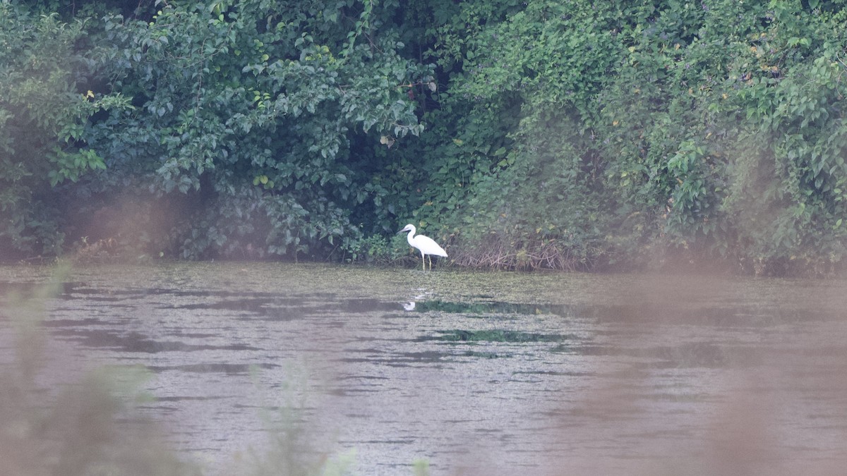 Little Blue Heron - ML354741181