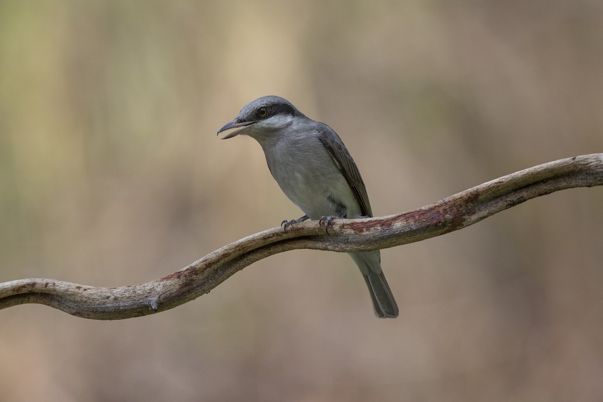 Large Woodshrike - ML354742781