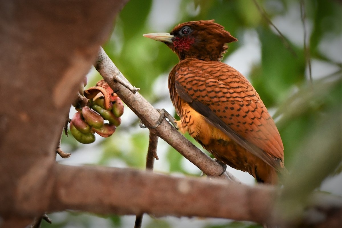 Waved Woodpecker (Scale-breasted) - ML354744701