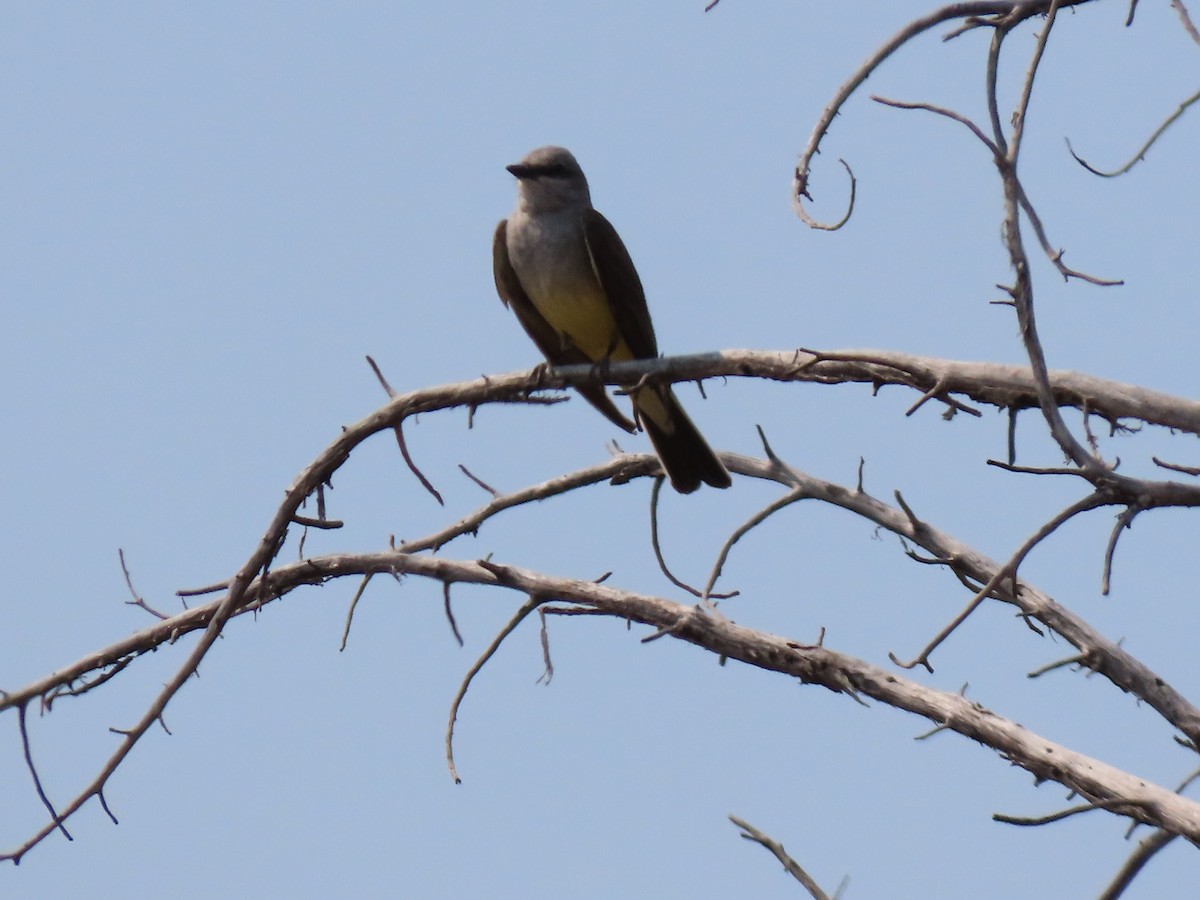 Western Kingbird - ML354745131