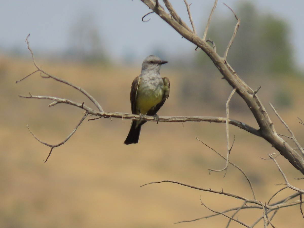 Western Kingbird - ML354745141