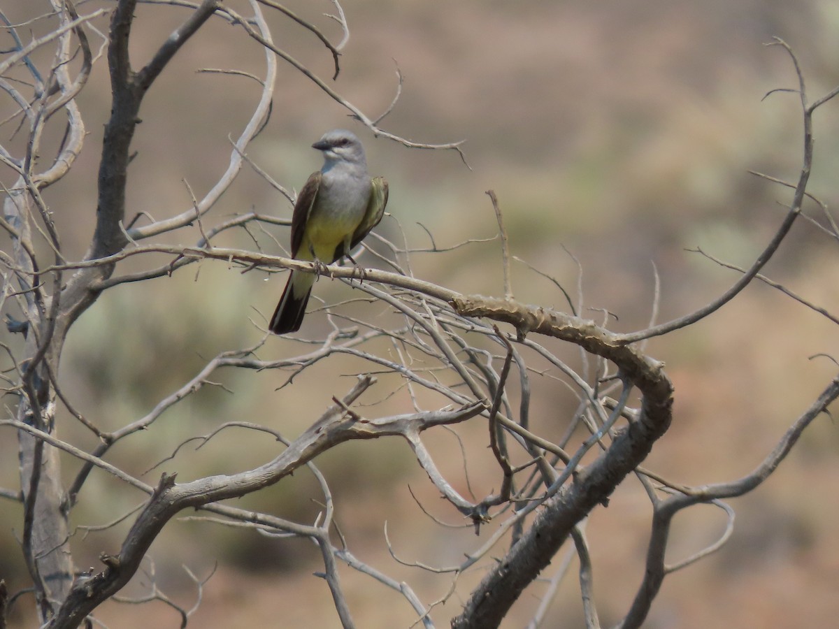 Western Kingbird - ML354745151